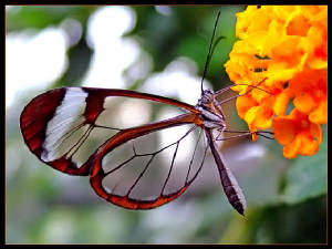 transparent-butterfly2a.jpg